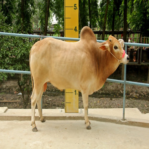 Male - Bull (ষাঁড়)